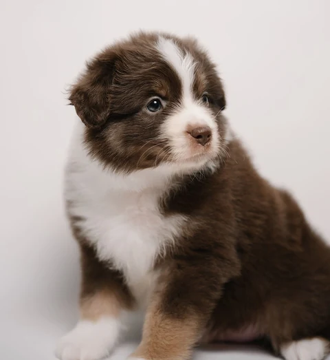 Rotbrauner Miniature-American-Shepherd-Welpe mit weißen Abzeichen.
