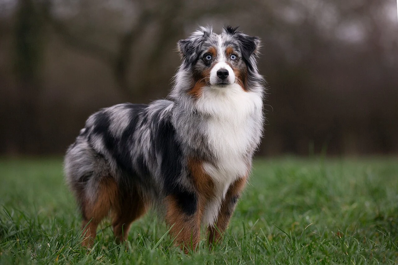 Miniature American Shepherd mit marmoriertem Fell steht im Gras.