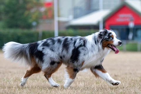 Miniature American Shepherd mit langer Rute läuft über Gras.