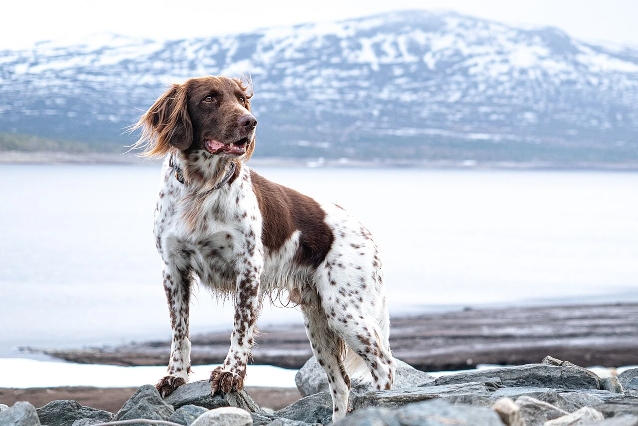 Small Munsterlander standing on rocks beside a lake and snowy mountains.