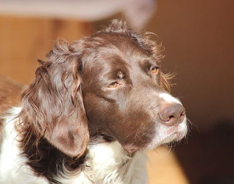 Head of a Small Munsterlander in sunlight.