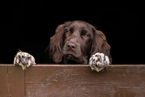 Small Munsterlander looking over a wooden door with its front paws on the edge.