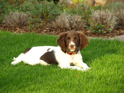 Small Munsterlander puppy with a red collar lying in grass.