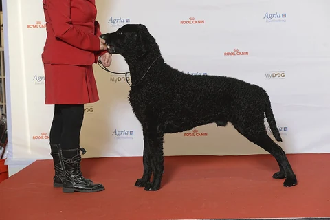 Schwarzer Curly Coated Retriever steht seitlich bei einer Hundeausstellung.