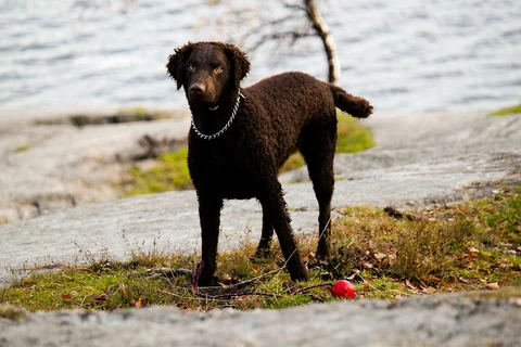 Brauner Curly Coated Retriever steht am Ufer.
