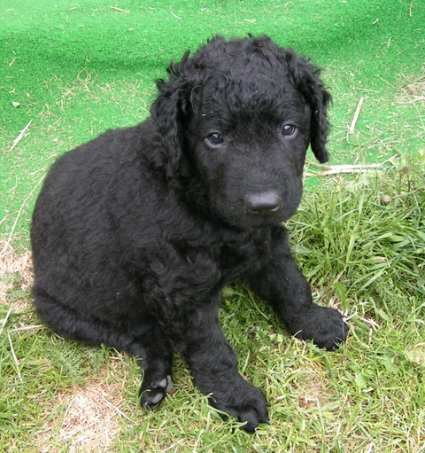 Schwarzer Curly Coated Retriever als Welpe im Sitzen.