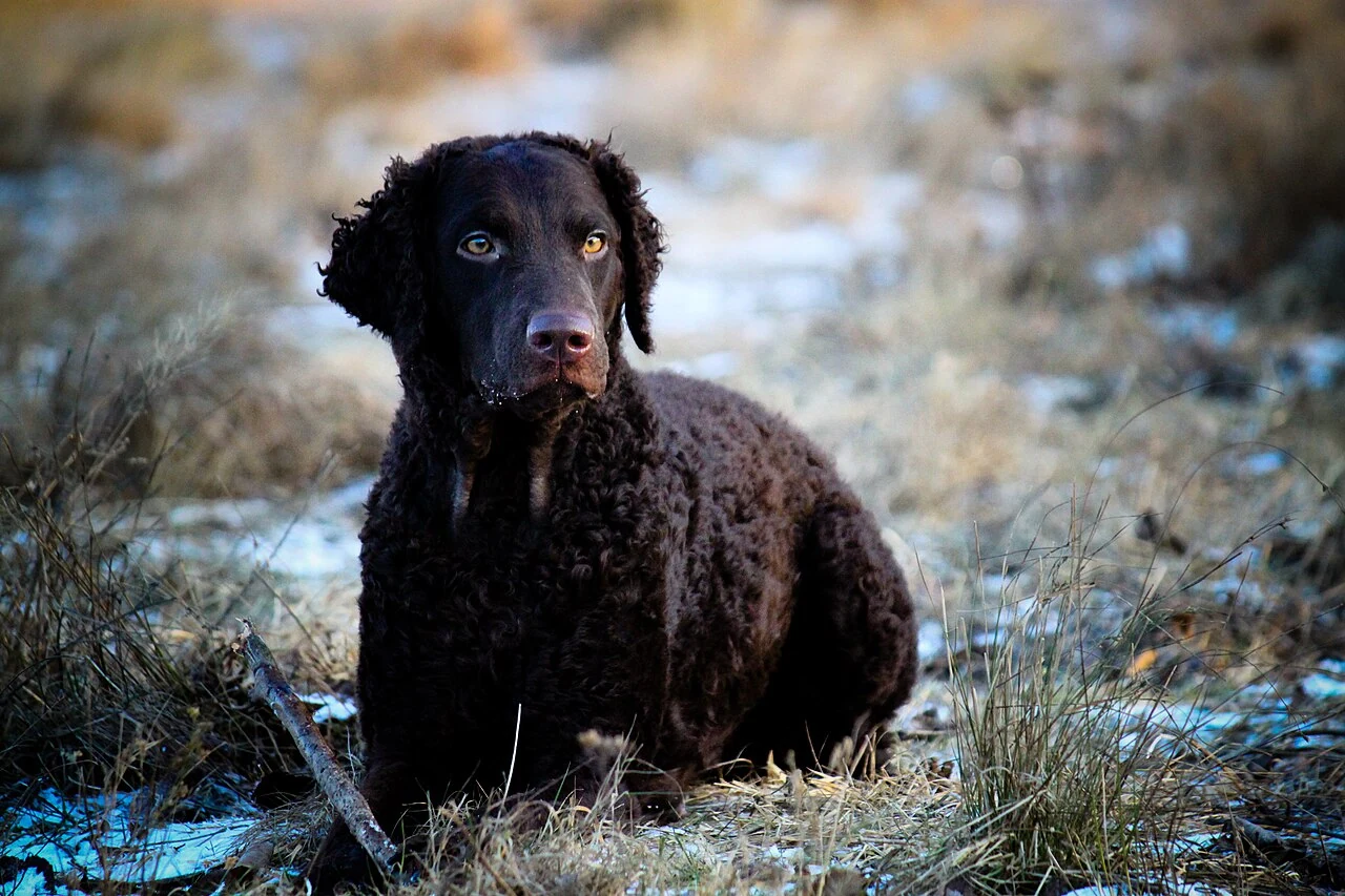 Brauner Curly Coated Retriever mit dicht gelocktem Fell im Freien.