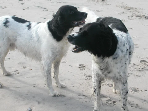 Two Large Munsterlanders on a sandy beach.