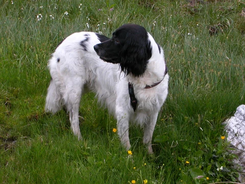 Black-and-white Large Munsterlander standing on grass.