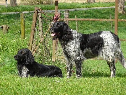 Two black-and-white Large Munsterlanders beside a fence.