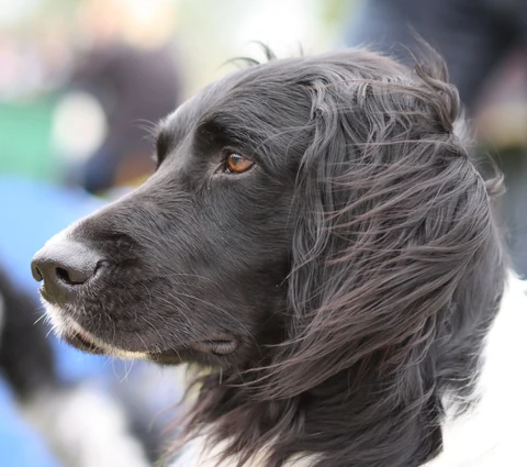Head of a Large Munsterlander in side profile.