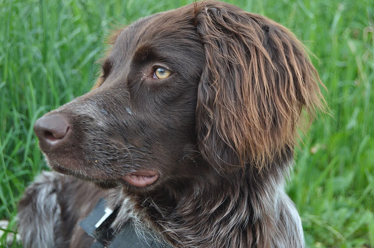 Head and chest of a brown, eleven-month-old German Longhaired Pointer.