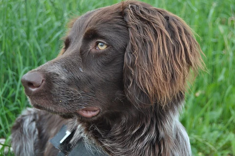 Head and chest of a brown, eleven-month-old German Longhaired Pointer.