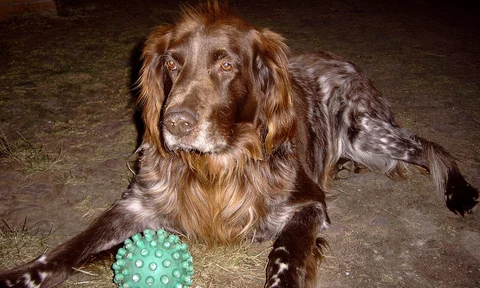 Eleven-year-old German Longhaired Pointer with a green toy.