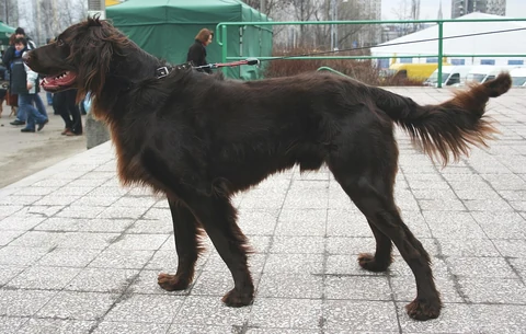 Brown German Longhaired Pointer standing in side profile at a dog show.