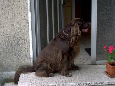 Brown German Longhaired Pointer sitting in a doorway.
