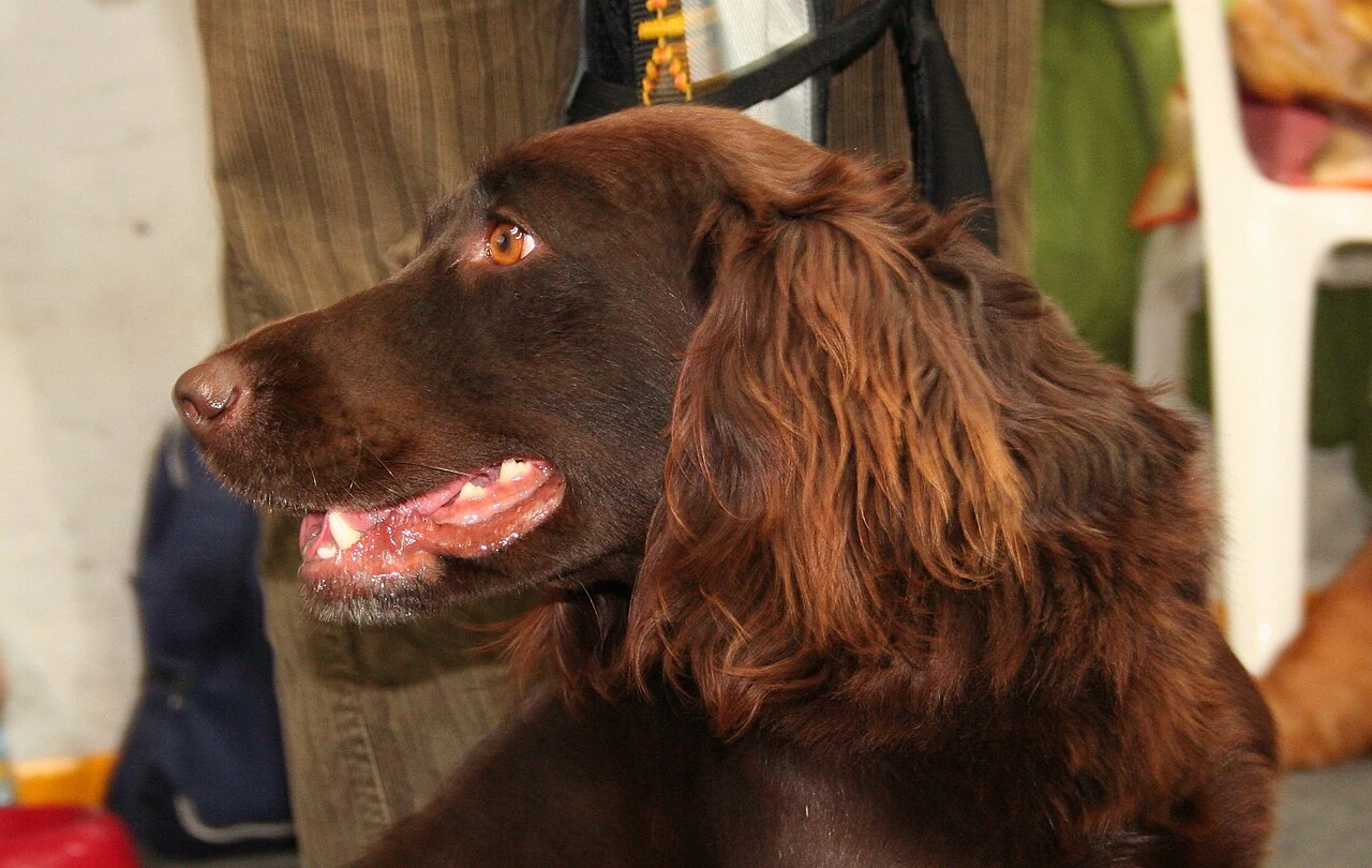 Brown head of a German Spaniel in side profile.