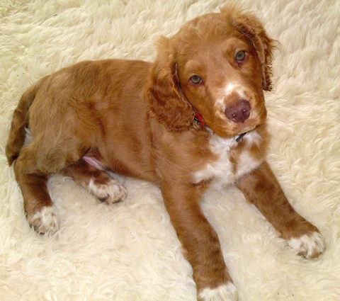 Brown, three-month-old German Spaniel lying on a soft surface.