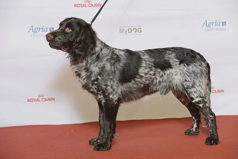 German Spaniel with a roan coat standing on a red floor.
