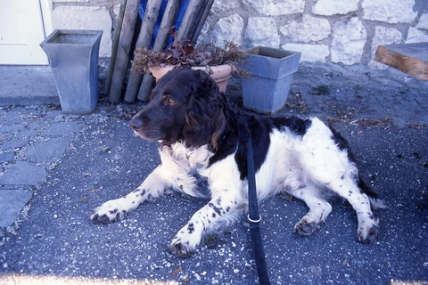 German Spaniel with a roan coat lying on paving.