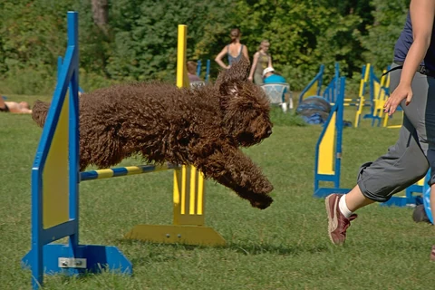 Brauner Barbet springt über eine Hürde auf einem Agility-Parcours.