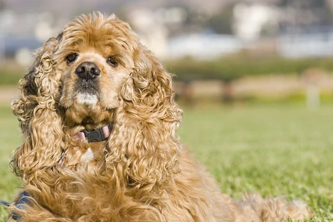 Goldfarbener American Cocker Spaniel mit langen, lockigen Ohren im Gras.
