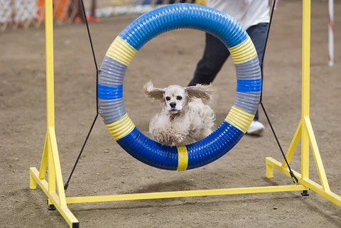 American Cocker Spaniel springt durch einen blau-gelben Reifen auf einem Agility-Parcours.