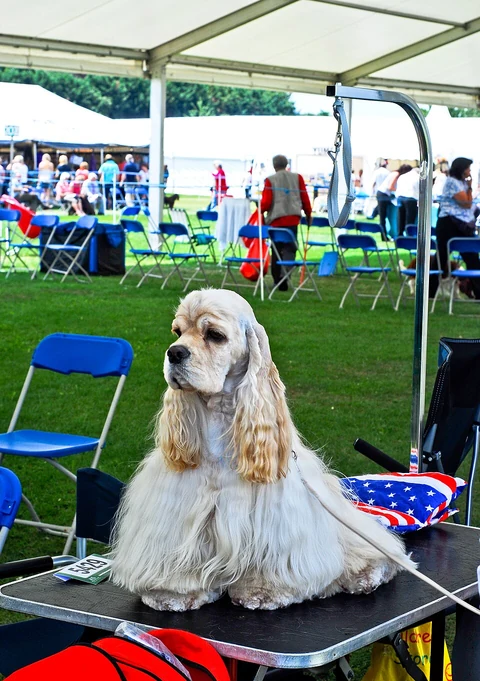 American Cocker Spaniel mit langem, hellem Fell steht auf einem Pflegetisch bei einer Hundeausstellung.