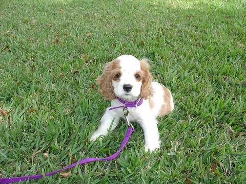 American-Cocker-Spaniel-Welpe mit violettem Halsband sitzt im Gras.