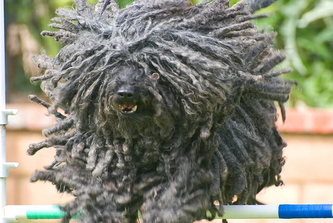 Puli mit langem Schnürenfell springt über eine grün-weiße Hürde.