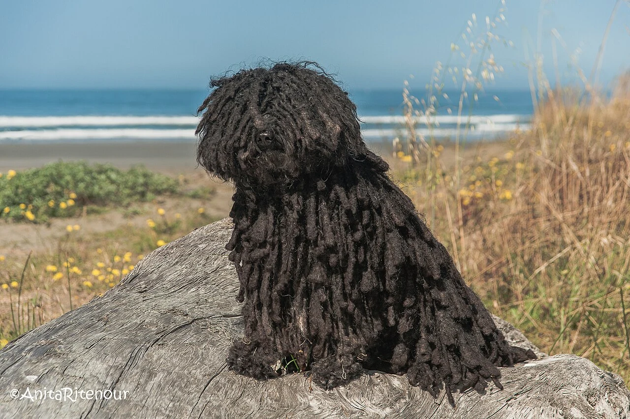 Schwarzer Puli mit langem Schnürenfell sitzt auf Treibholz am Meer.