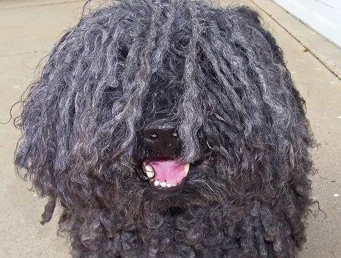 Puli mit langem Schnürenfell, von vorn gesehen, mit geöffnetem Maul.