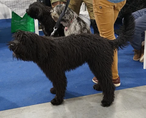 Schwarzer Bergamasker Hirtenhund steht seitlich auf einer blauen Ausstellungsfläche.