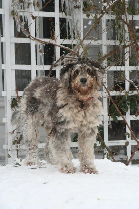 Young Bergamasco Sheepdog with grey and pale fur standing in snow in front of a window.