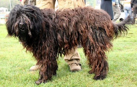 Dark Bergamasco Sheepdog with long strands of coat standing on grass.