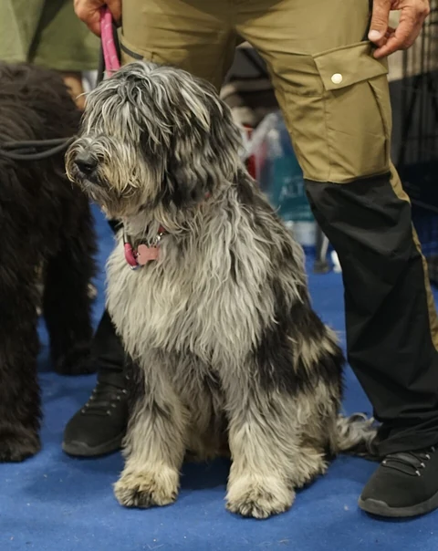 Grey Bergamasco Sheepdog sitting on a blue floor beside a person.