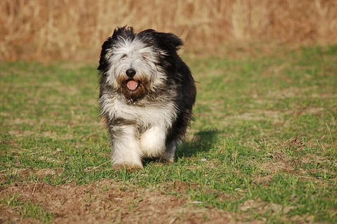 Young black-and-white Polish Lowland Sheepdog running towards the camera across grass.