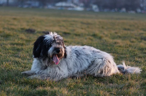 Black-and-white Polish Lowland Sheepdog lying on grass and looking to the left.