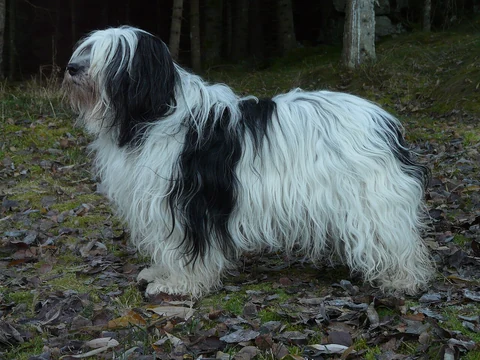 Black-and-white Polish Lowland Sheepdog standing on fallen leaves in front of trees.
