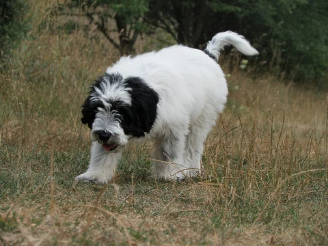 Black-and-white Polish Lowland Sheepdog puppy walking through grass.