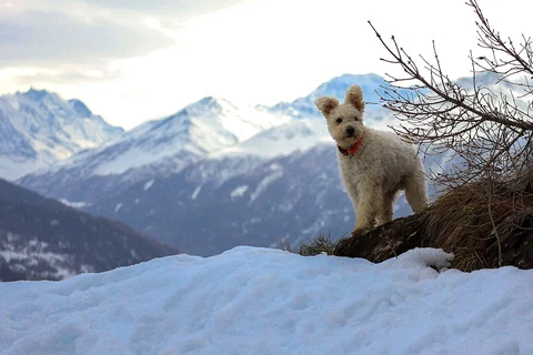 Weißer Pumi steht auf einem Felsen neben Schnee, im Hintergrund liegen Berge.