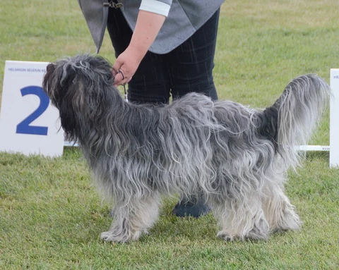 Grey Schapendoes with a long coat standing on grass on a lead beside a person.