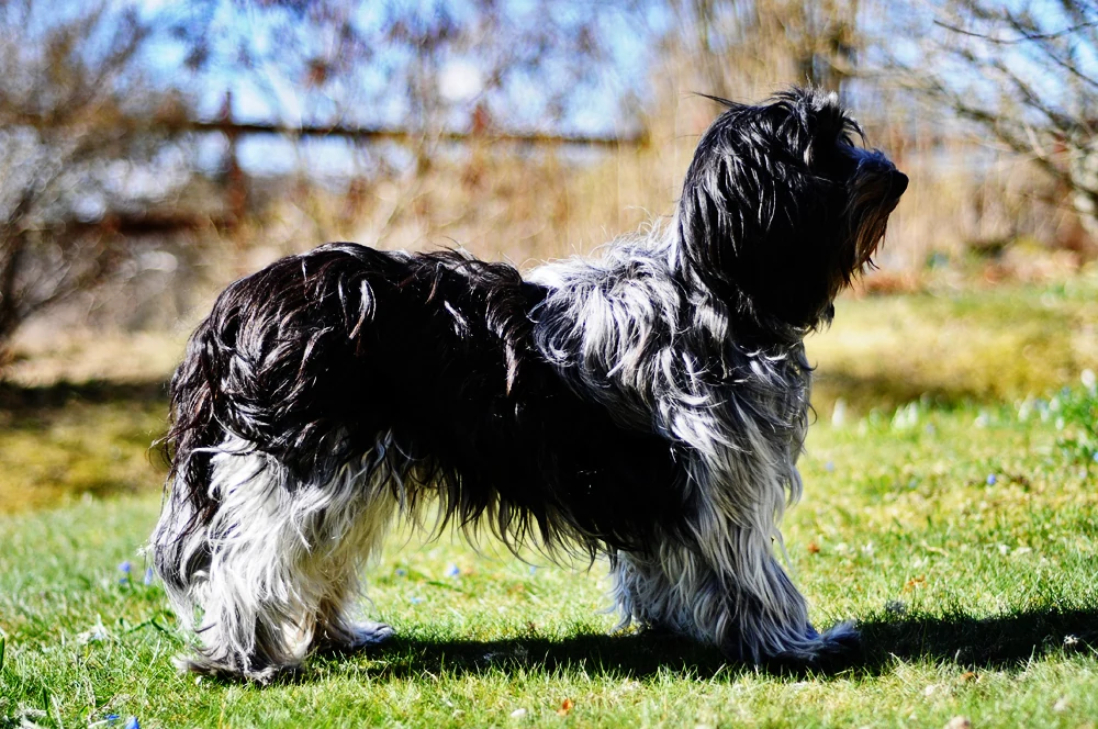 Black-and-white Schapendoes standing in side view on grass in front of trees.