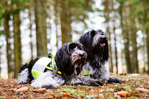 Two black-and-white Schapendoes wearing yellow vests lying beside each other in woodland.