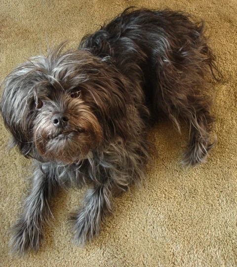 Affenpinscher Molly liegt mit ausgestreckten Vorderbeinen auf einem braunen Teppich.