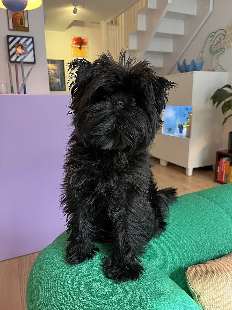Schwarzer Affenpinscher sitzt auf einem grünen Sofa in einem Wohnzimmer.