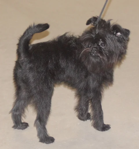 Schwarzer Affenpinscher mit rauem Fell steht an der Leine auf hellem Boden.