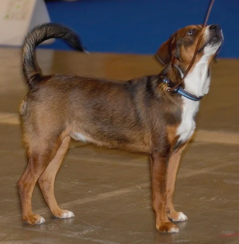Reddish-brown Austrian Pinscher with a white chest standing and looking upwards.