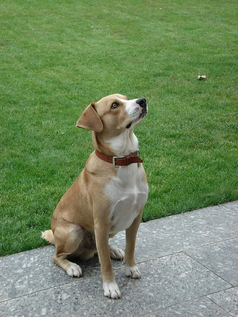 Hellbrauner und weißer Österreichischer Pinscher sitzt neben einer Rasenfläche.