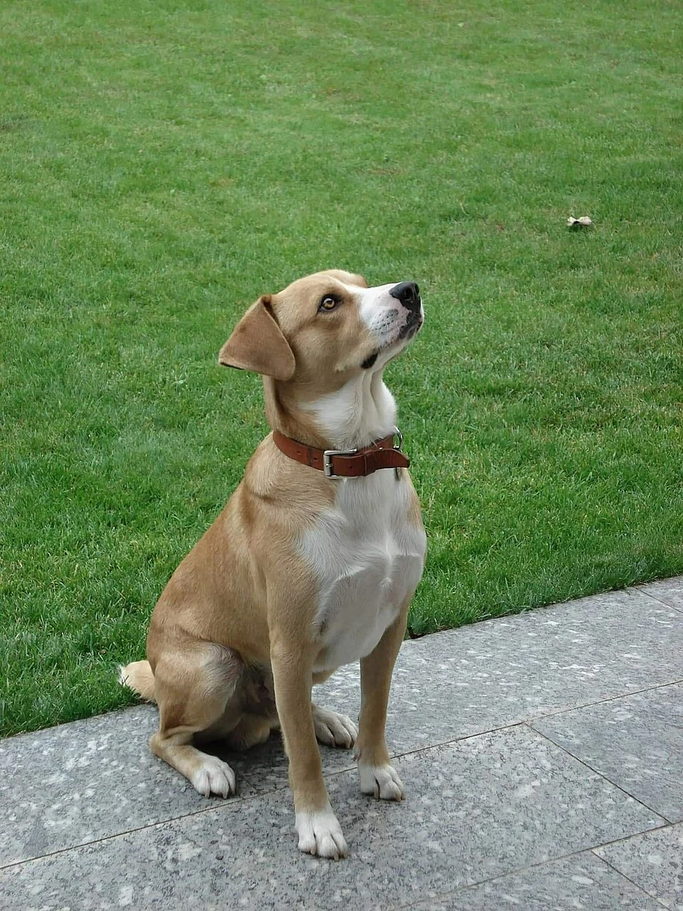 Light tan and white Austrian Pinscher sitting beside a lawn.